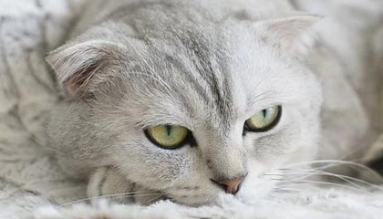 乐鱼体育官网-麦金托什200米蝶泳刷新个人最佳，麦金托什服装